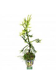 Cryptomeria japonica Kyara Gold ᴾᴮᴿ C2,5 Lit. 30-40 cm