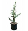 Cedrus libani C2,5 Lit. 40-50 cm