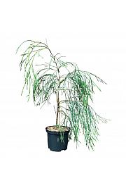 Chamaecyparis lawsoniana Drooping Solo C2,5 Lit. 50-60 cm