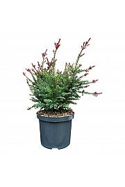 Podocarpus alpinus Red Tip C5 Lit. 25-30 cm