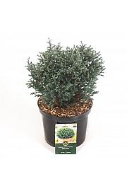 Chamaecyparis pisifera Blue Moon ᴾᴮᴿ C5 Lit. 30-40 cm