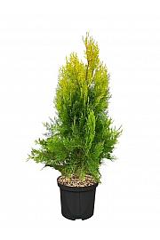 Platycladus orientalis Elagantissima C5 Lit. 40-50 cm