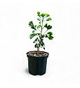 Ginkgo biloba Jehoshaphat C2,5 Lit. 25-30 cm