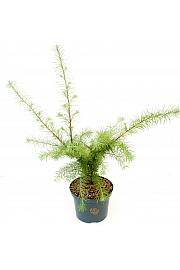 Larix kaempferi Magic Gold C5 Lit. 30-40 cm