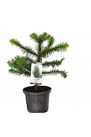 Araucaria araucana C5 Lit. 40-60 cm