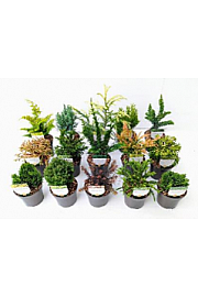 Iglavci Essentials Mix Ø 10,5; 1 CC VOZIČEK = 360 KOS