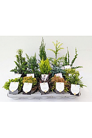 Iglavci Ekskluzivni Mix Ø 10,5; 1 CC VOZIČEK = 360 KOS