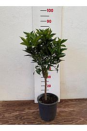 Citrus aurantium Clementina Ø18 Na steblu 20 cm