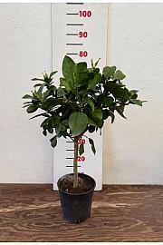 Citrus sinensis Limon Ø18 Na steblu 20 cm