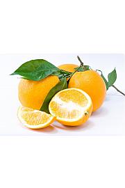 Citrus sinensis Limon Carrubaro Ø24 Na steblu 50 cm
