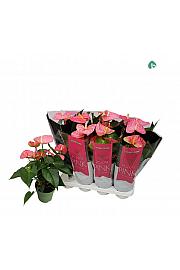Anthurium andr. Ø14 Pink