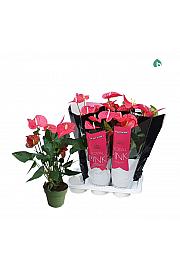 Anthurium andr. Ø17 Pink