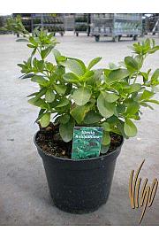 Stevia Ø14