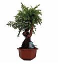 Araucaria Cunninghamii; Ø30; 70-80 cm; Bonsai