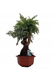 Araucaria Cunninghamii; Ø30; 70-80 cm; Bonsai