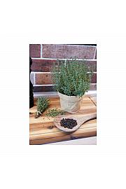 Thymus piperella; Poprov timijan; Ø12; 690045;BLU