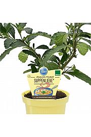 Cordia verbenacea; Bouillon; Ø12; 700884;BLU