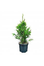 Thuja plicata Can Can C2,5 Lit. 40-50 cm