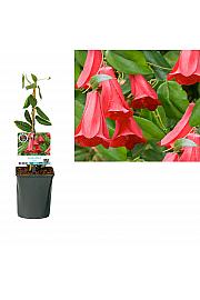 Lapageria Rosea C1 Lit. 20-30 cm