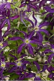 Clematis Purple Tentacles PBR C2,5 Lit. 40-60 cm