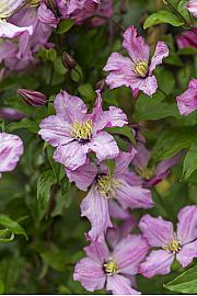 Clematis Sweet Rosie PBR C2,5 Lit. 40-60 cm