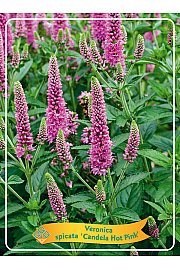 Veronica spicata Candela Hot Pink Ø11