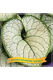 Brunnera macrophylla Sea Heart C5 Lit.