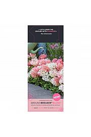 Hydrangea p. Groundbreaker® Blush C1,5 Lit.