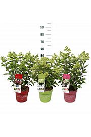 Hydrangea pan. Gardenlights® Mix C3 Lit.