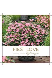 Hydrangea scandens First Love C3 Lit.
