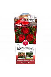 Rosa Manora® C6 Lit. Na steblu 110 cm