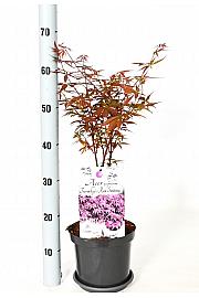 Acer palmatum Twombly red sentinel C3 Lit. 30-40 cm