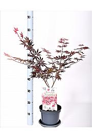 Acer palmatum Trompenburg C5 Lit. 40-50 cm