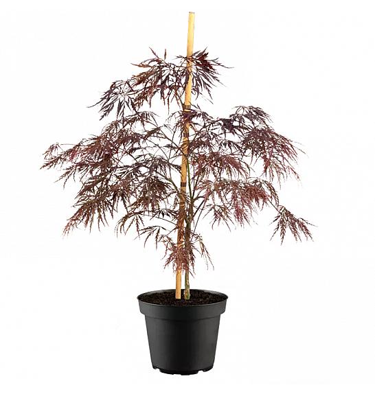Acer palmatum Inaba Shidare C5 Lit. 40-50 cm