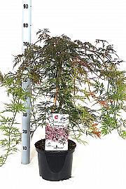 Acer palmatum Orangeola C5 Lit. 40-50 cm