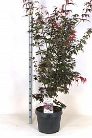 Acer palmatum Pixie C50 Lit. 140-160 cm