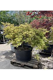 Acer palmatum Red Autumn lace C230 Lit. Na steblu 60 cm; Krošnja 175/200 cm