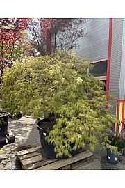 Acer palmatum Red Autumn lace C300 Lit. Na steblu 80 cm; Krošnja 200/250 cm