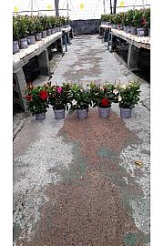 Dipladenia Mandeville Fushion Bloom Selection Ø14; špalir