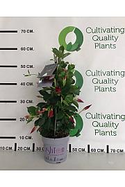 Dipladenia Mandeville Fushion Bloom Selection Ø14; piramida