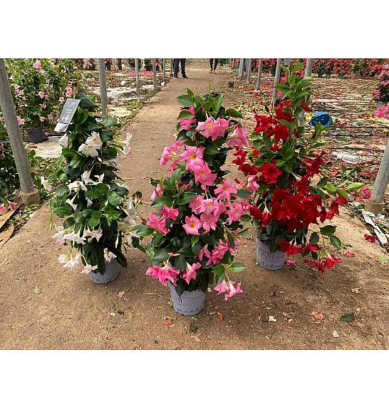 Dipladenia Mandeville Fushion Bloom Selection Ø20; piramida