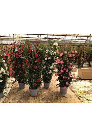 Dipladenia Mandeville Fushion Bloom Selection Ø30; špalir