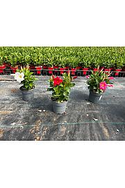 Dipladenia Sandeville St Line Ø14; grm