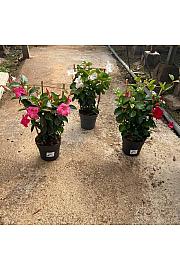 Dipladenia Sandeville St Line Ø17; špalir