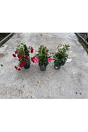 Dipladenia Sandeville St Line Ø17; špalir