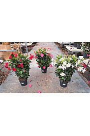 Dipladenia Variety Mix Tropical Coast Ø20; špalir