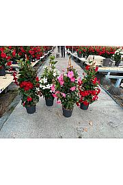 Dipladenia Variety Mix Tropical Coast Ø20; piramida