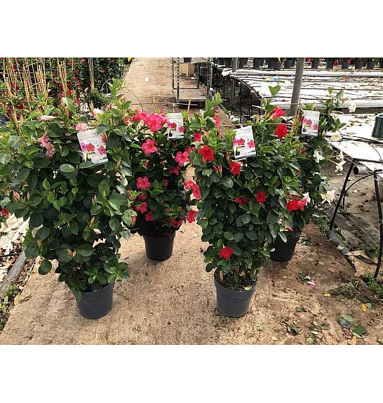 Dipladenia Variety Mix Tropical Coast Ø23; špalir