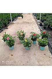 Hibiscus Longlife Pacific Vibes Ø18; grm
