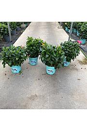 Hibiscus Longlife Pacific Vibes Ø30; grm